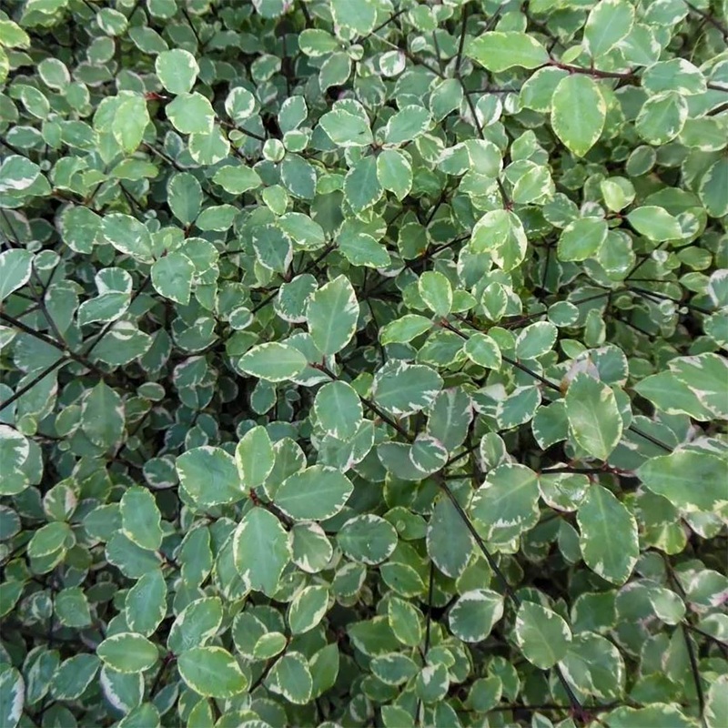 Pittosporum tenuifolium ‘Victoria’