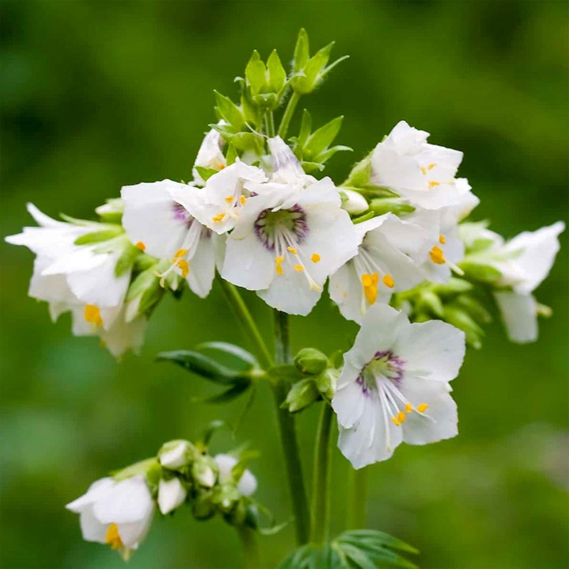 Polemonium caeruleum ‘Album’|12cm