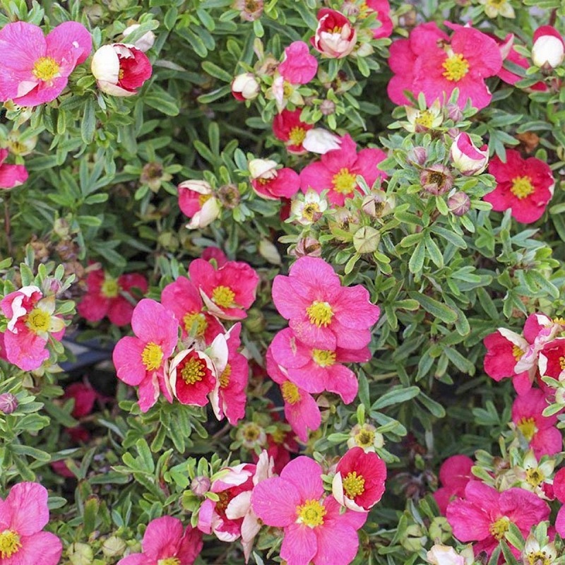 Potentilla fruticosa ‘Bellissima’