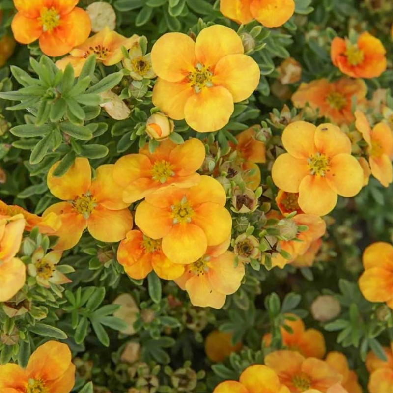 Potentilla fruticosa ‘Mango Tango’
