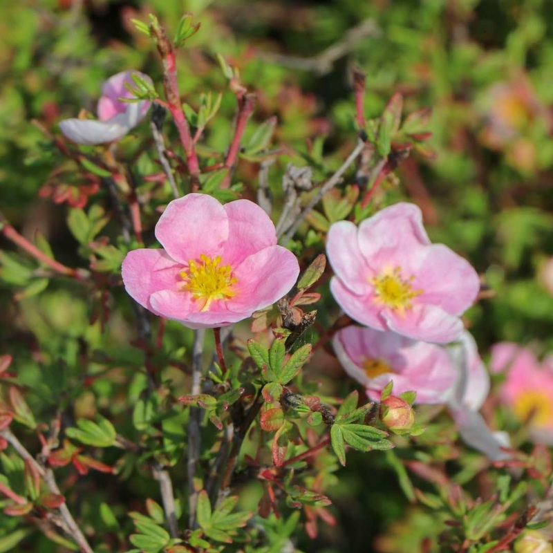 Potentilla fruticosa ‘Princess’