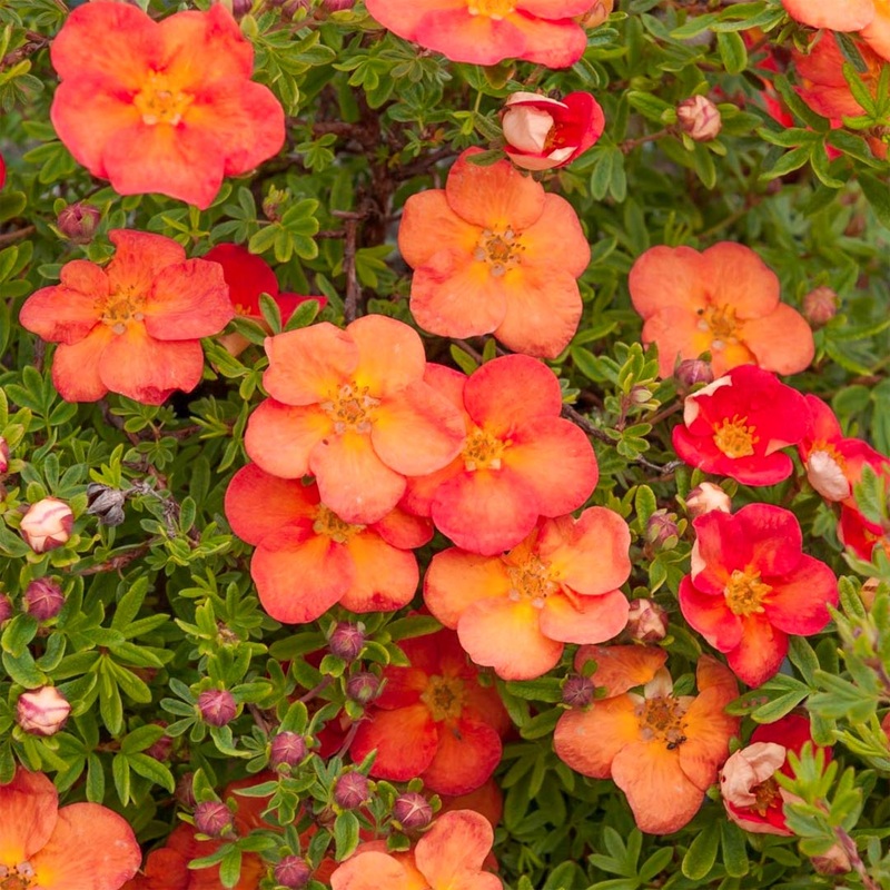 Potentilla fruticosa ‘Redissima’