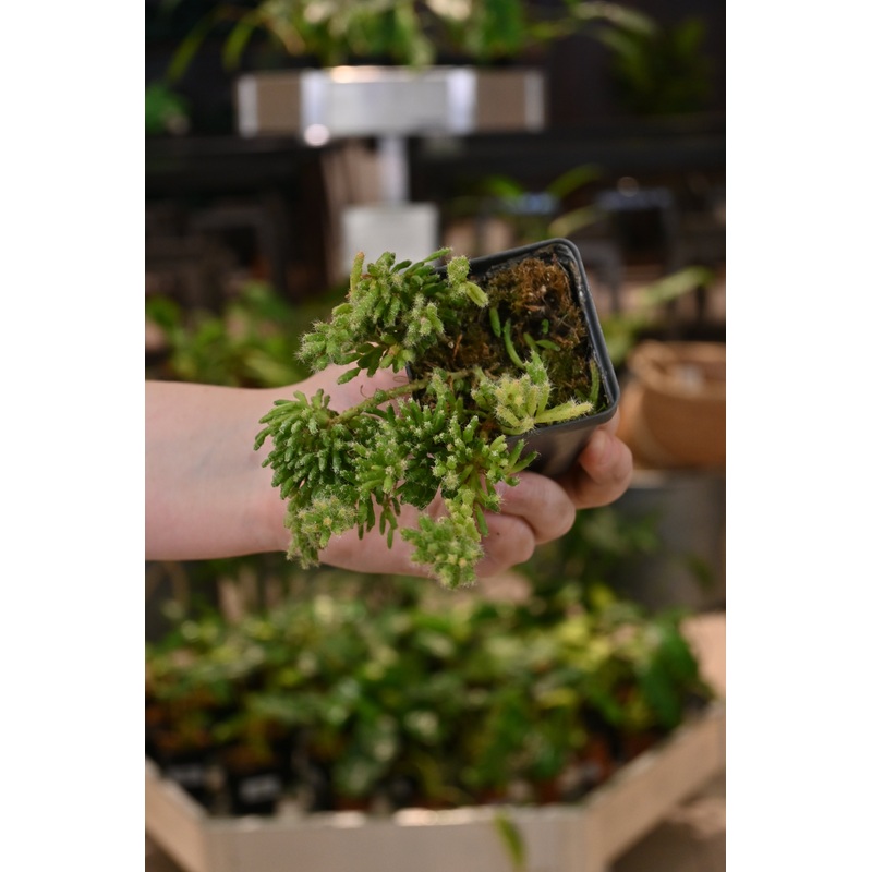 Rhipsalis Mesembryanthemoides|2.5″