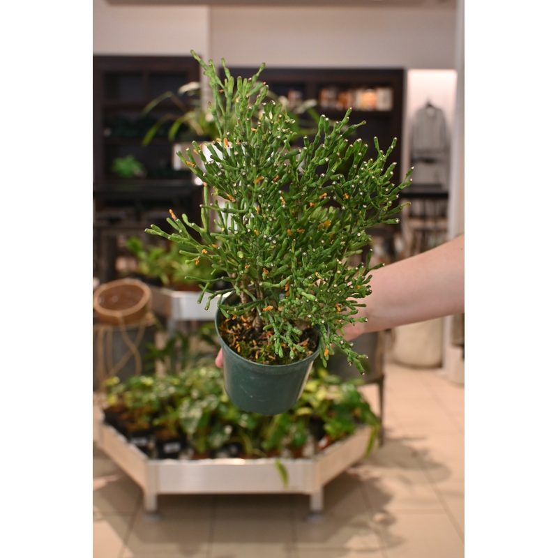 Rhipsalis Salicornioides|4.5″