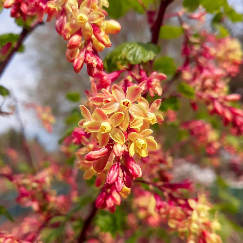 Ribes x gordonianum|3 litre