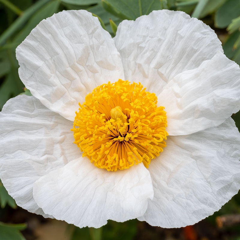 Romneya coulteri|2 litre