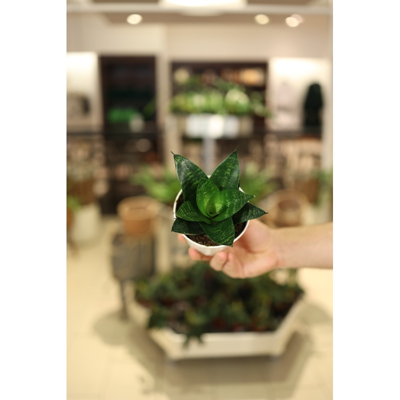 Sansevieria ‘Forest Star’|4″