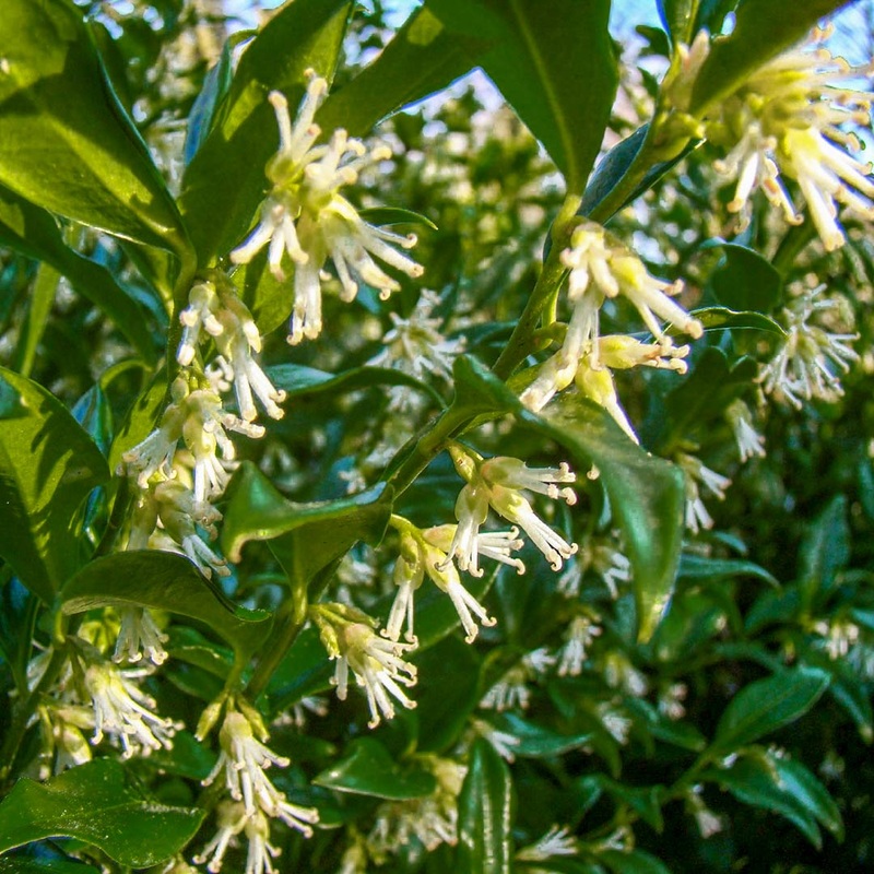 Sarcococca confusa|2 litre