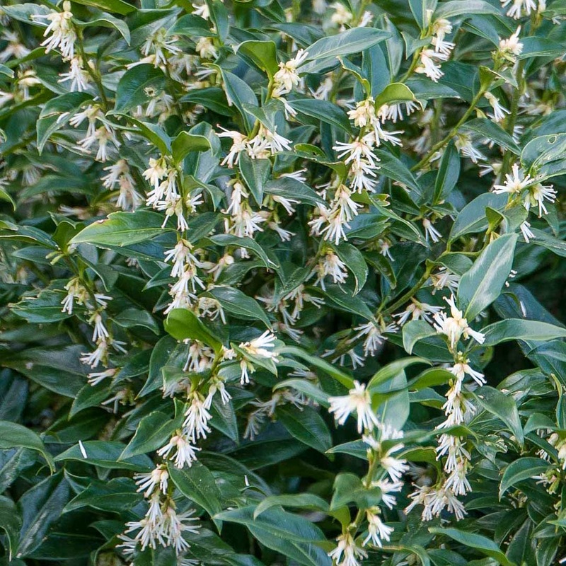 Sarcococca hookeriana var. humilis