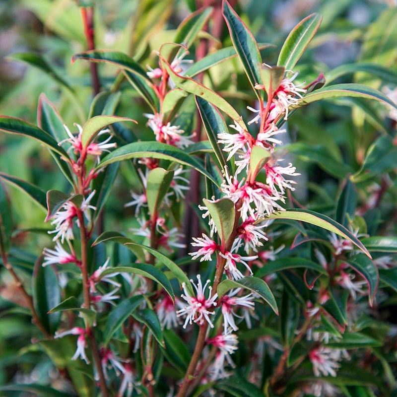 Sarcococca orientalis|2 litre