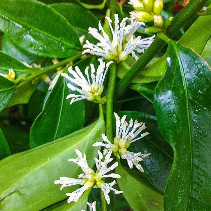 Sarcococca ruscifolia|2 litre