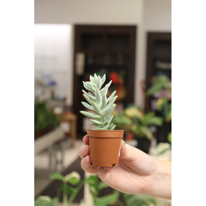 Sedum ‘Blue Tears’|2.5″