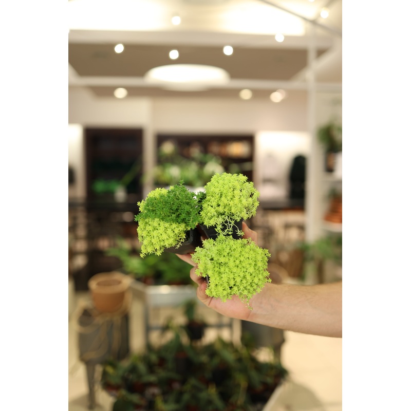 Sedum ‘Fine Gold’|2.5″