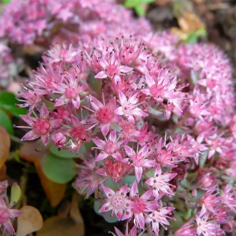 Sedum pluricaule ‘Rose Carpet’ (Hylotelephium ewersii var. homophyllum ‘Rosenteppich’)
