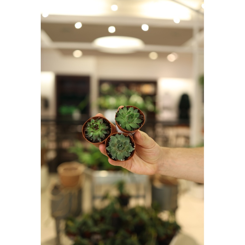 Sempervivum Assorted|2.5″
