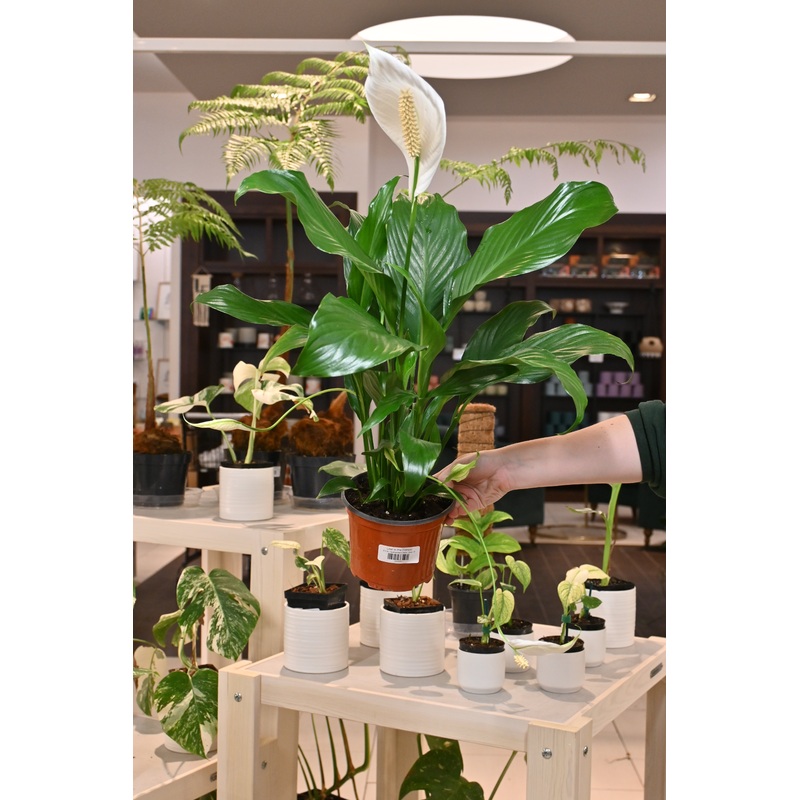 Spathiphyllum|6″