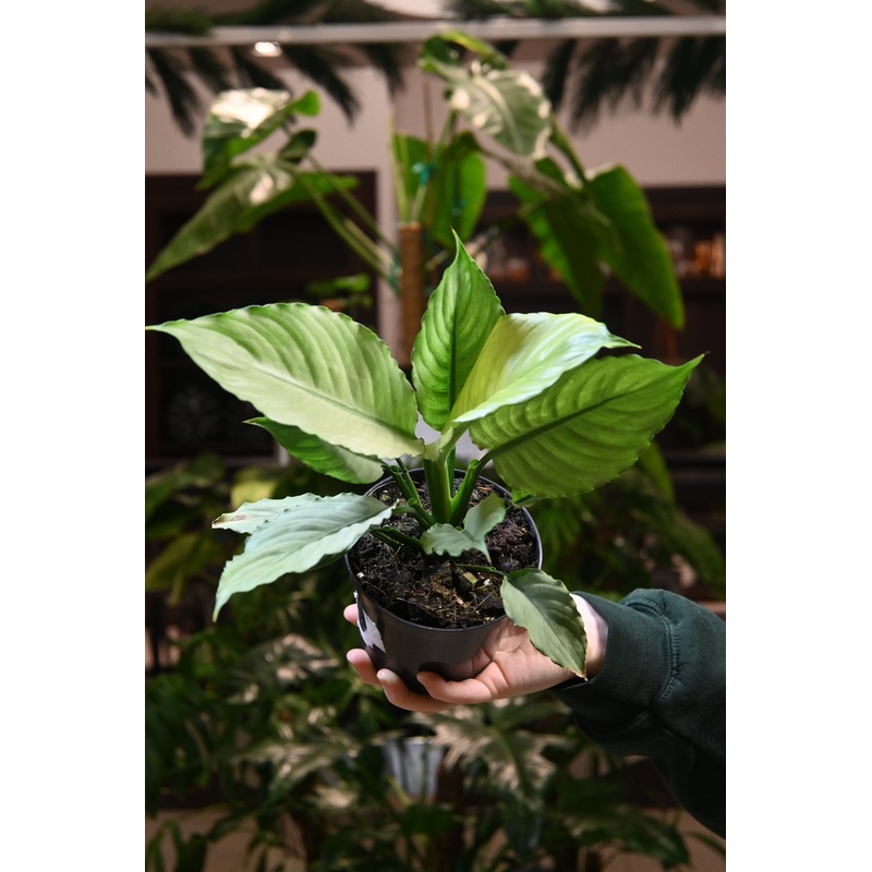 Spathiphyllum Ghost|4.5″