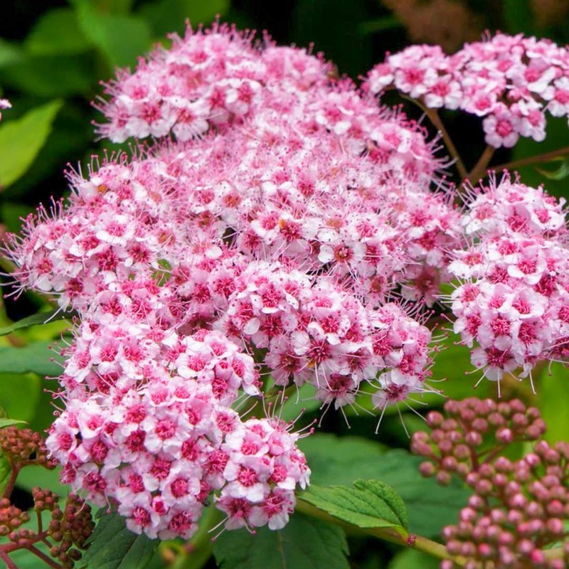 Spiraea japonica ‘Sparkling Champagne’