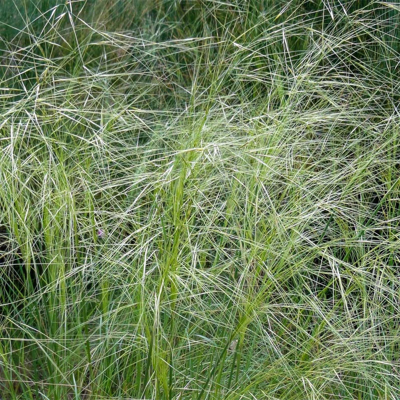 Stipa capillata|9cm|2 litre