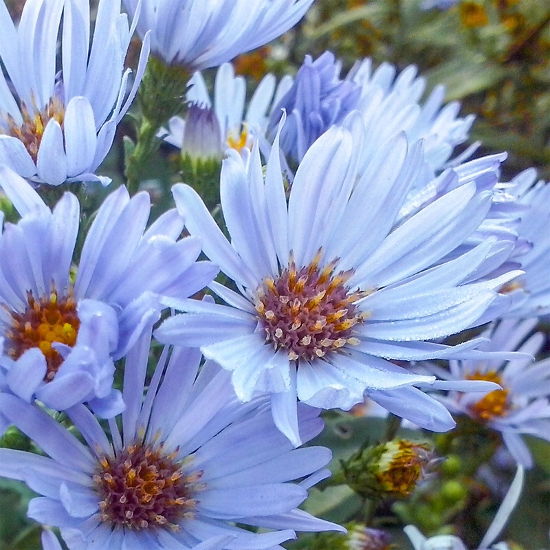 Symphyotrichum laeve Calliope (Aster)