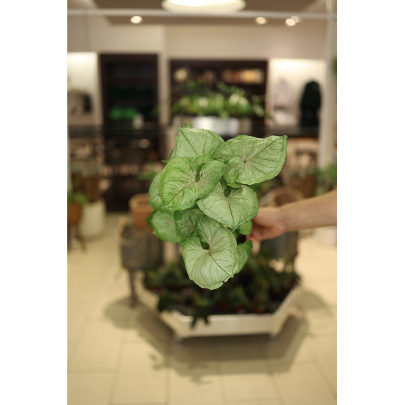 Syngonium Mango Allusion|4″