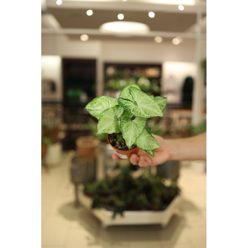 Syngonium ‘White Butterfly’|4″