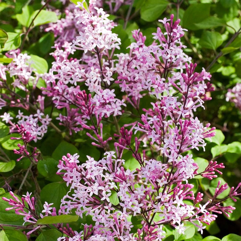 Syringa ‘Red Pixie’|3 litre