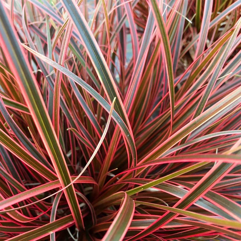 Uncinia rubra ‘Everflame’|12cm|2 litre