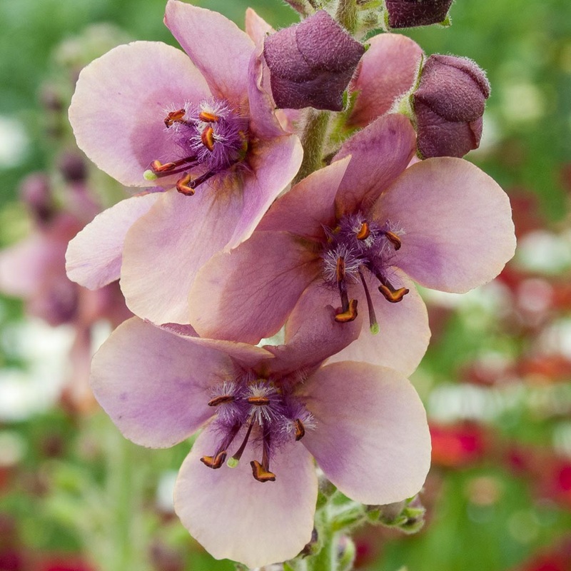 Verbascum ‘Merlin’|9cm