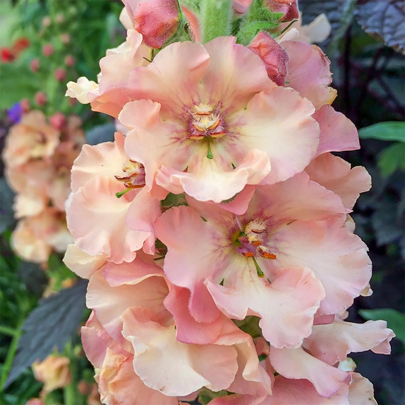 Verbascum ‘Pink Petticoats’|12cm