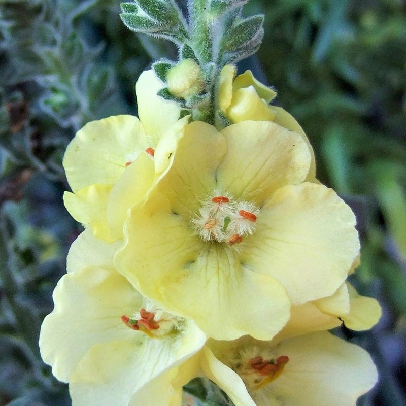 Verbascum ‘Primrose Path’|12cm