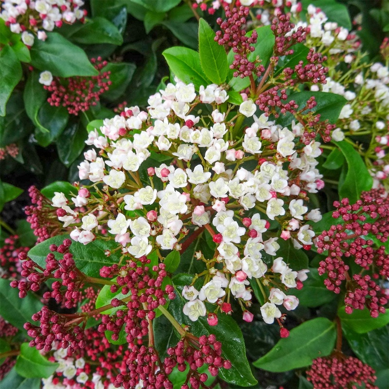 Viburnum tinus ‘Gwenllian’|3 litre