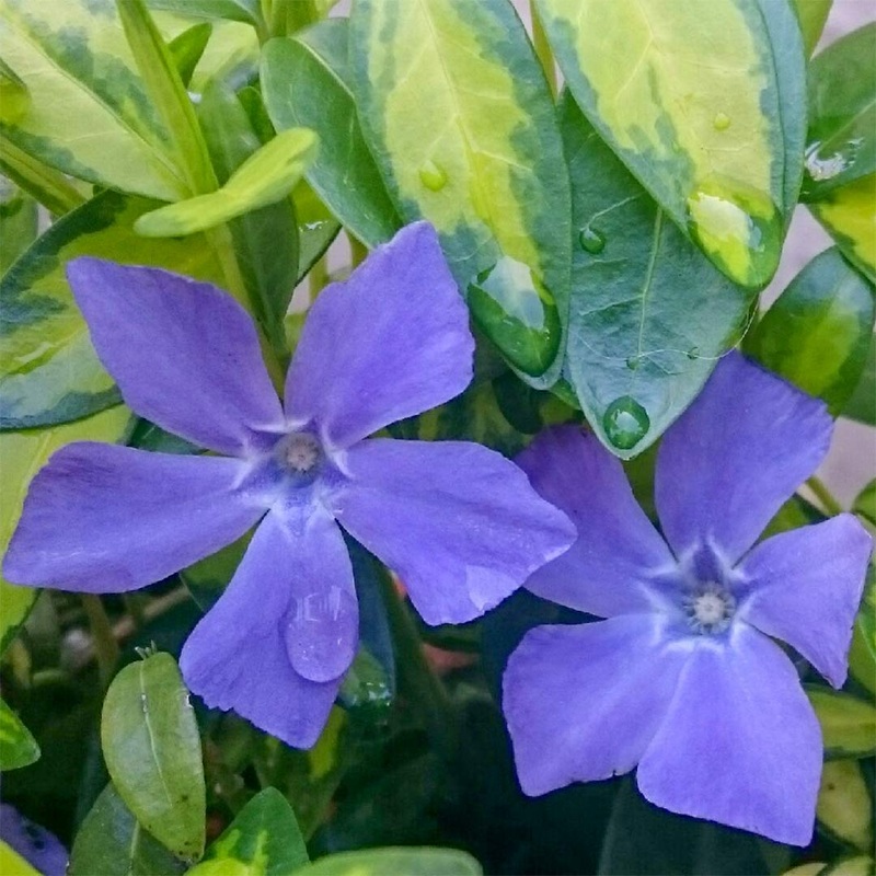 Vinca minor ‘Ralph Shugert’|3 litre