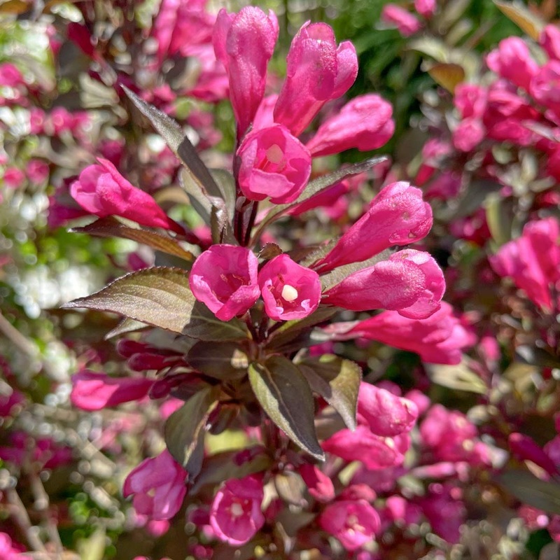 Weigela florida ‘Wine and Roses’