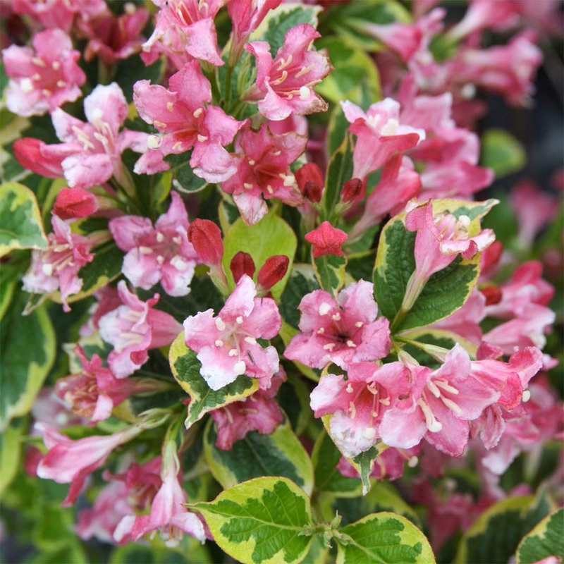 Weigela ‘Kosteriana Variegata’