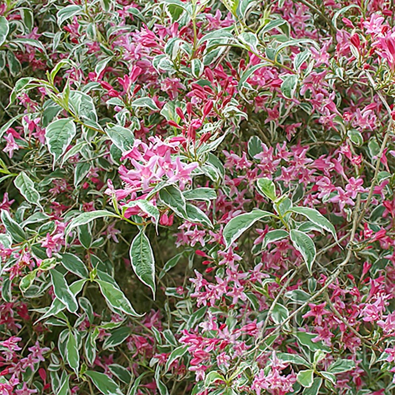 Weigela praecox ‘Variegata’|3 litre