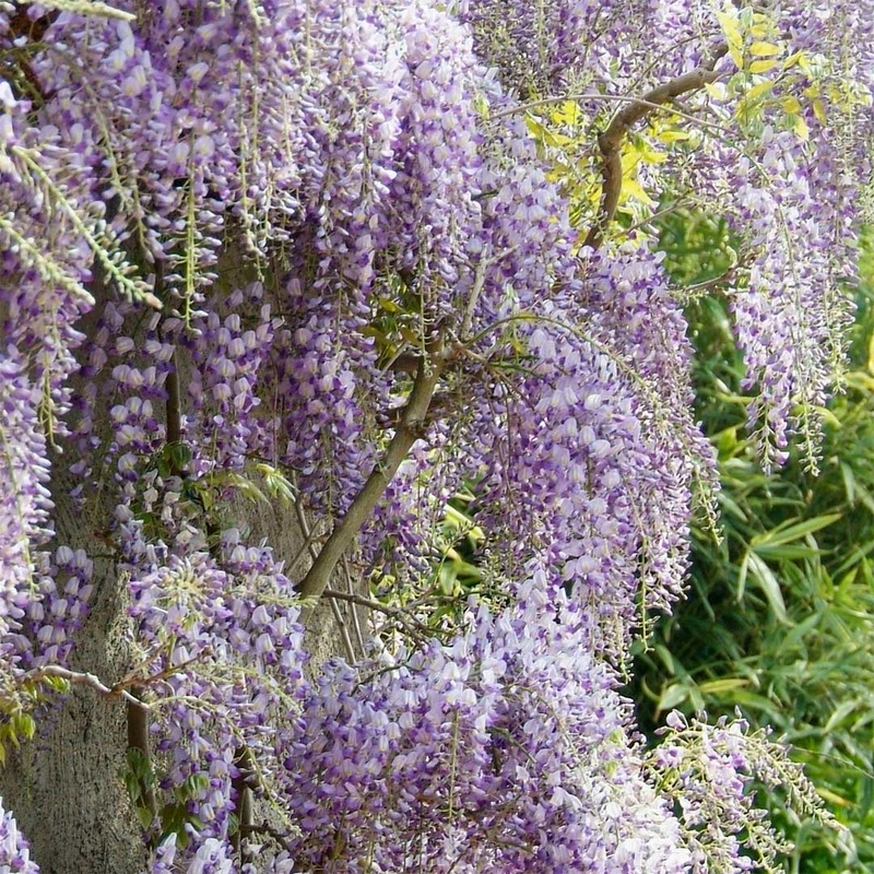 Wisteria formosa ‘Issai’|4 litre
