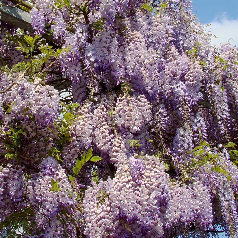 Wisteria sinensis ‘Prolific’|4 litre