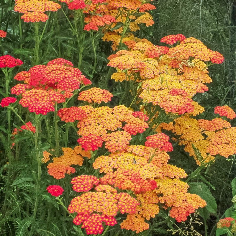 Achillea ‘Forncett Fletton’|2 litre
