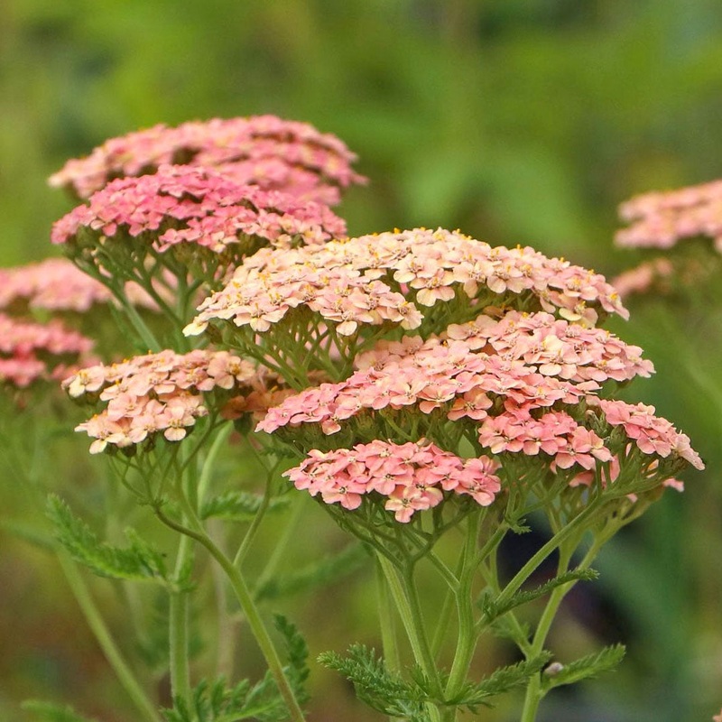 Achillea ‘Lachsschonheit’|9cm|12cm|2 litre
