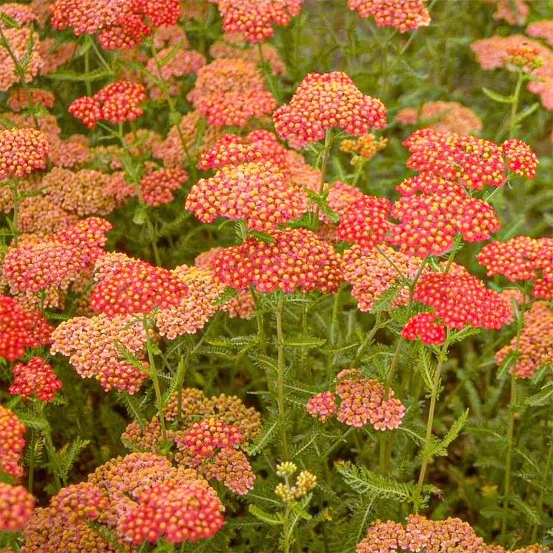 Achillea millefolium ‘Fanal’|9cm|2 litre