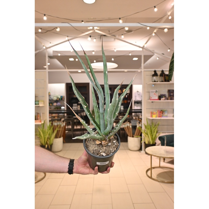 Agave Xylonacantha *No Shipping*