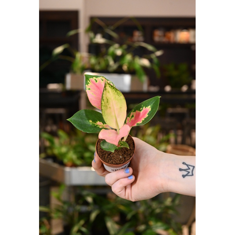 Aglaonema China Red|2″