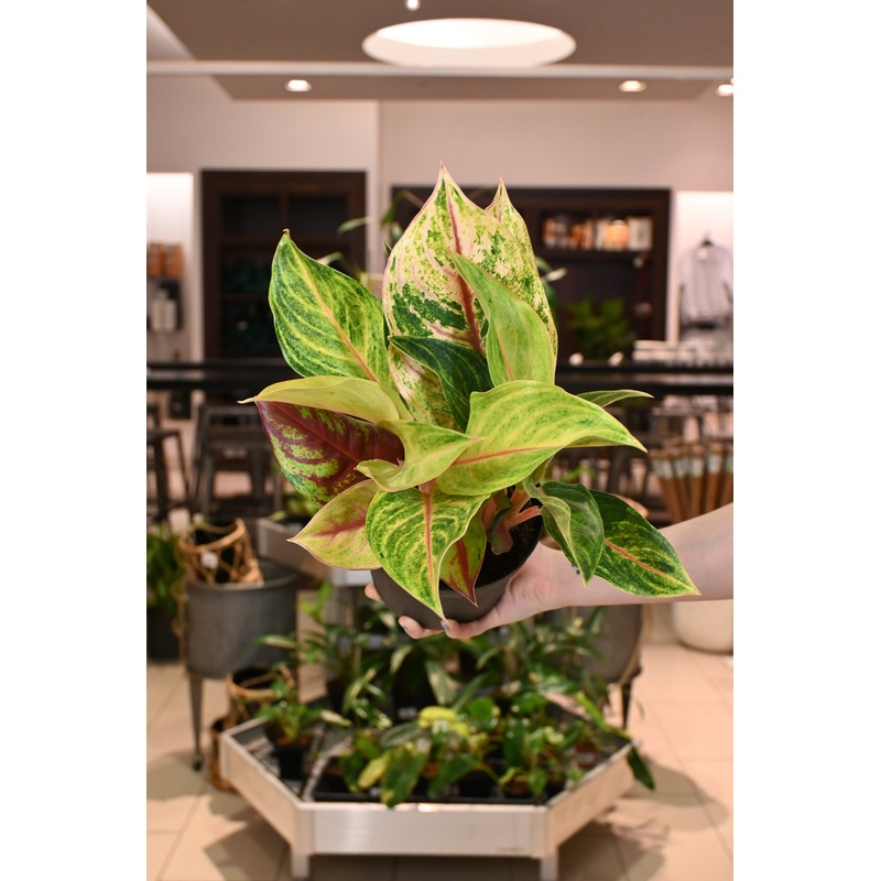 Aglaonema Golden Fluorite|6″
