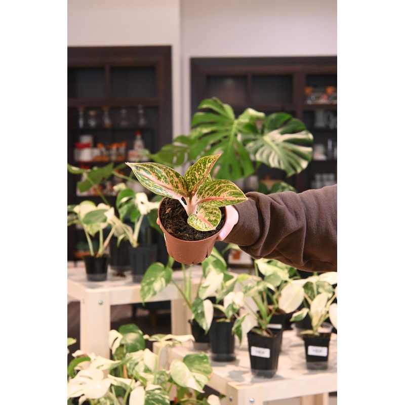 Aglaonema Golden Powder|4″