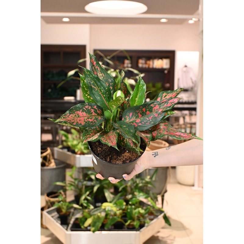 Aglaonema Narrow Spinel|6″