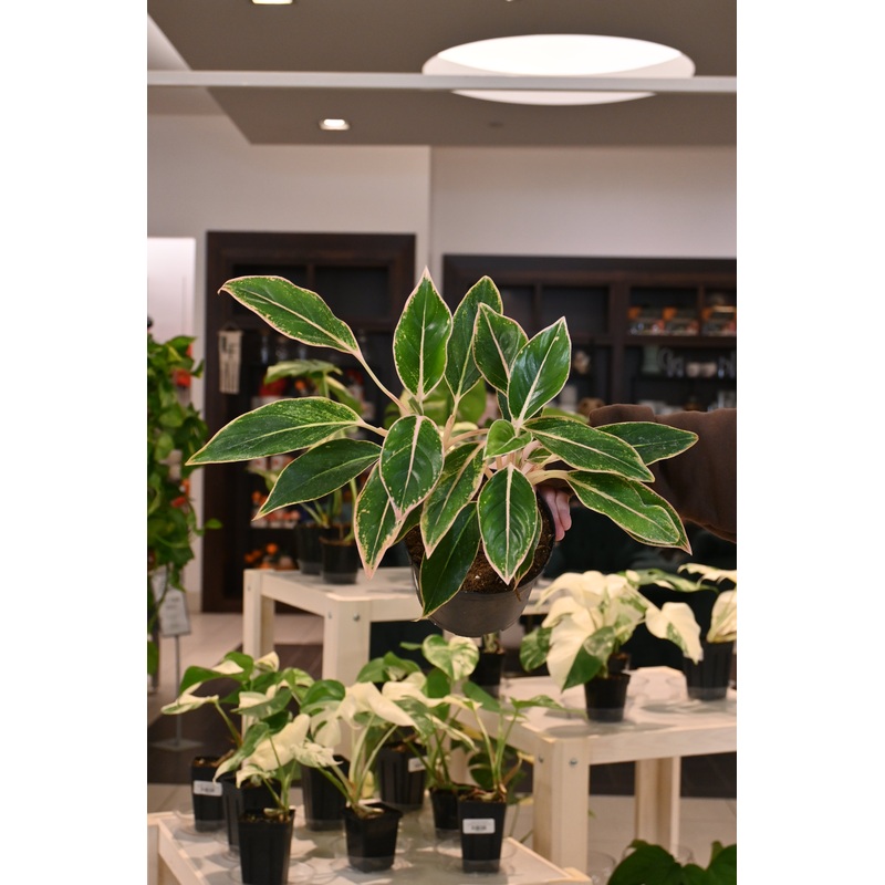 Aglaonema Pink Siam|6″