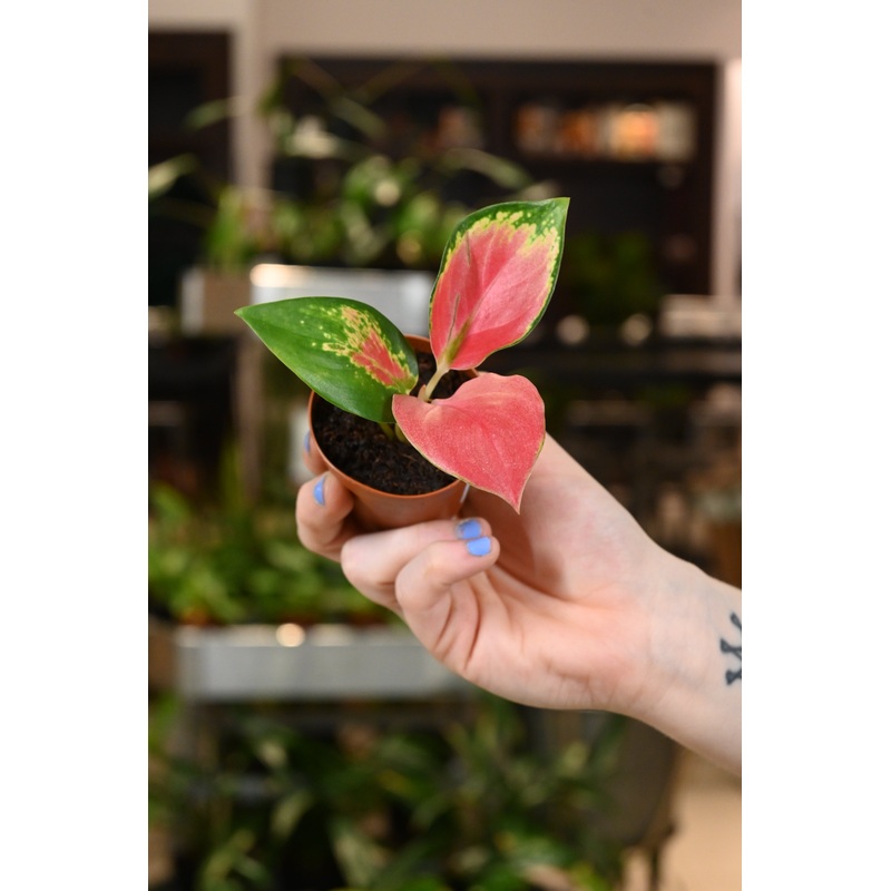 Aglaonema Red King|2″