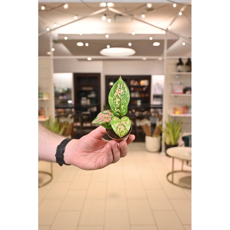 Aglaonema Ruby|2″