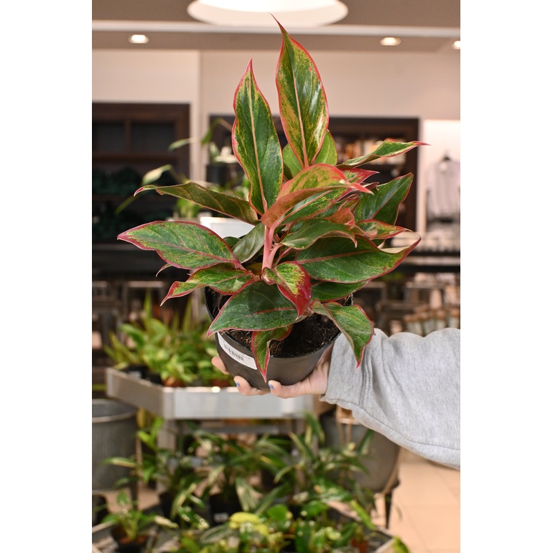 Aglaonema Siam|6″